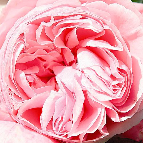 Rosa Giardina® - trandafir cu parfum intens - Trandafir copac cu trunchi înalt - cu flori tip trandafiri englezești - roz - Hans Jürgen Evers - coroană curgătoare - ,-